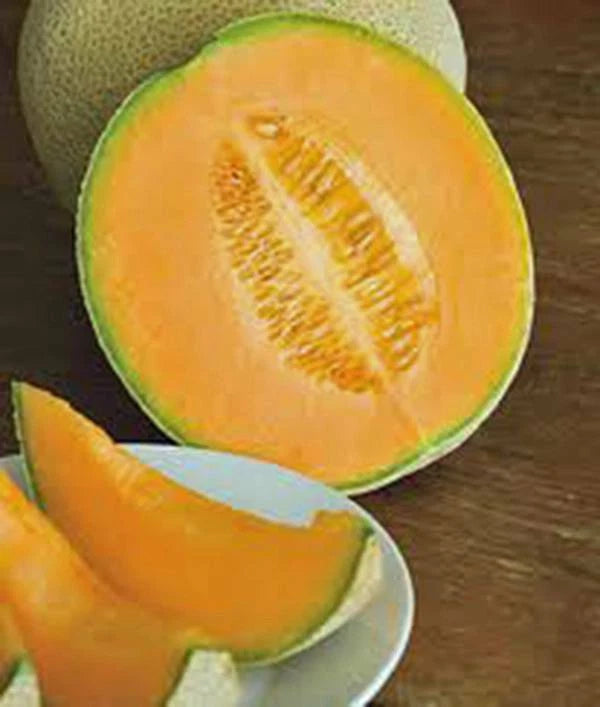 Cantaloupe Seeds 500 Count Hales Best Jumbo Heirloom Non-GMO Melon Seeds