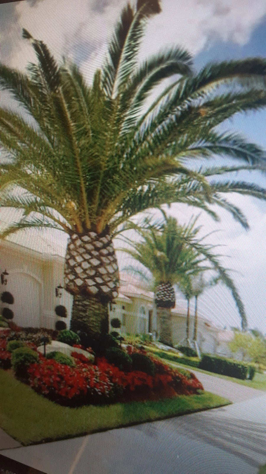 Jerusalem Palm Tree Seeds - 10 Pack - Date Palm - Phoenix dactylifera