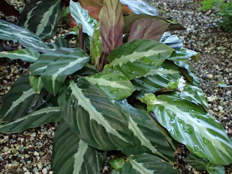 Calathea Seeds - 25+ Undulata Variety for Garden Planting - Maranta leuconeura var. undulata - USA
