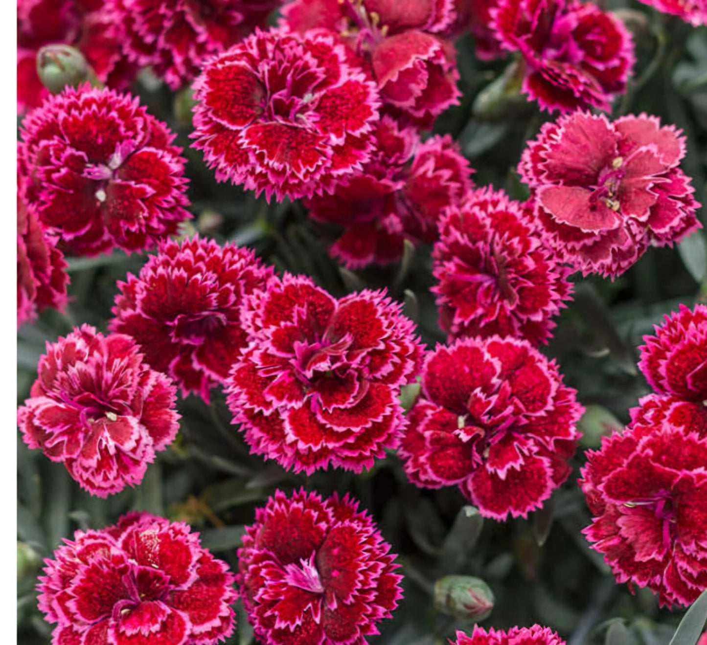Black Cherry Frost Dianthus Plant - Bare Root Perennial - Vibrant Red & Pink Blooms - Dianthus spp. - Garden Ready