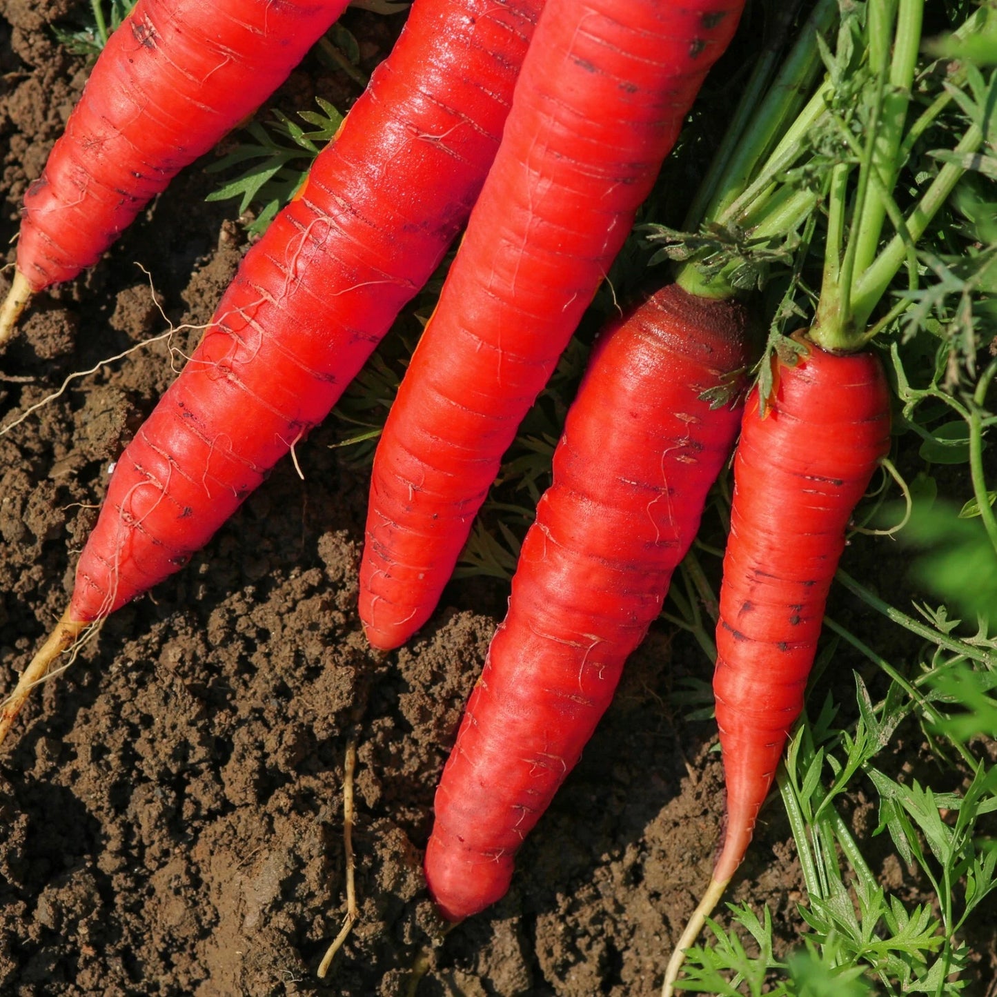 Atomic Red Carrot Seeds - NON-GMO, Lycopene Rich, Multiple Sizes Available, Daucus carota