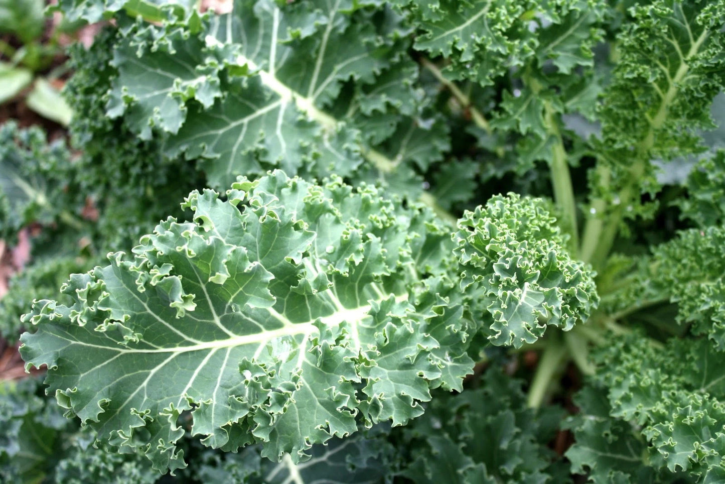 Kale Seeds - Blue Curled Scotch Variety - Fresh Seed for Planting - Brassica oleracea