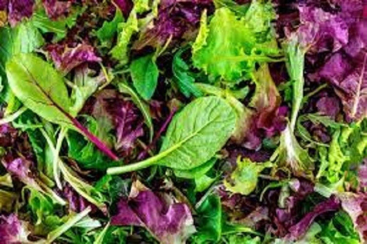 Gourmet Mesclun Leaf Lettuce Mix Seeds - Organic Heirloom Variety - Premium Fresh Salad Greens