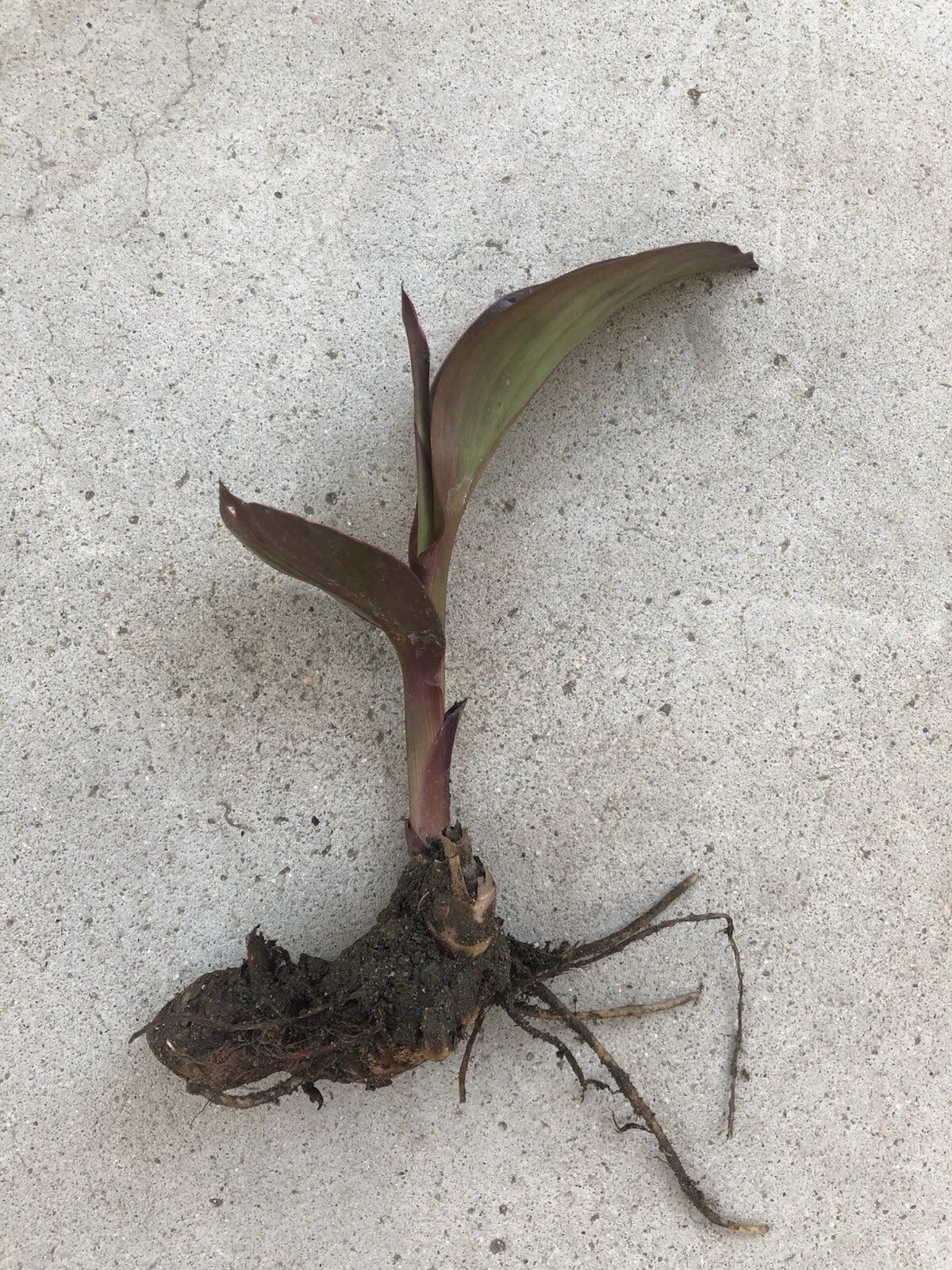 Canna Bulbs Edulis Ker Gawl - Live Bare Root Plant for Garden, Tropical Perennial, Colorful Foliage