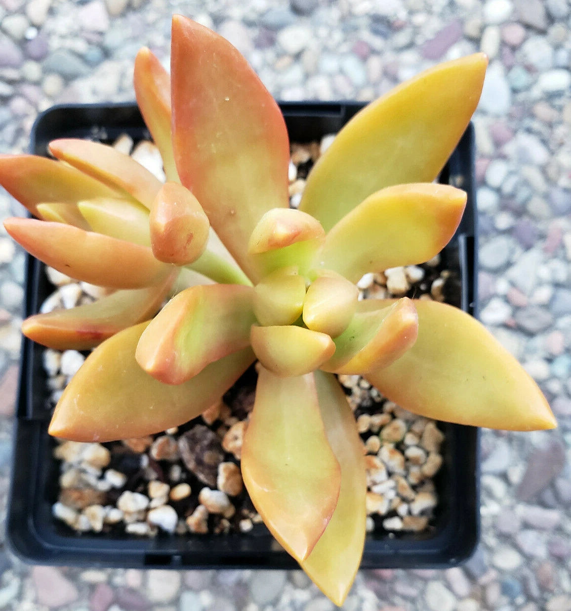 golden glow succulent Sedum Adolphii Golden Glow - 3" Diameter Rooted Plants