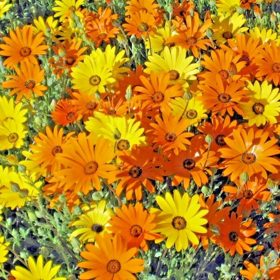 African Daisy Seeds - 201 Pack - Flowering Annual, Drought & Heat Tolerant - Ideal for Garden & Container (Dimorphotheca spp.)