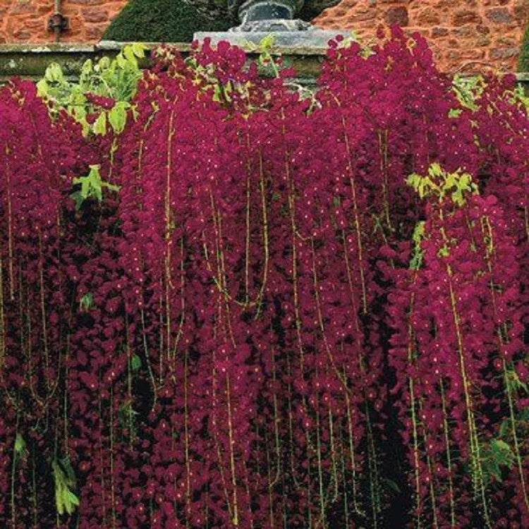 Red Black Dragon Wisteria Seeds - 5 Pack - Climbing Vine Perennial Flowers 