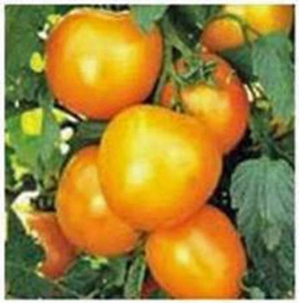 Heirloom Tomato Seeds Garden Collection 4 - Diverse Varieties for Home Gardening, Solanum lycopersicum