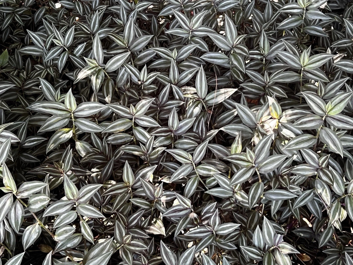 Tradescantia Zebrina Cuttings - 10 Pack Wandering Jew Plant - Easy Care Indoor Plant - Free Shipping