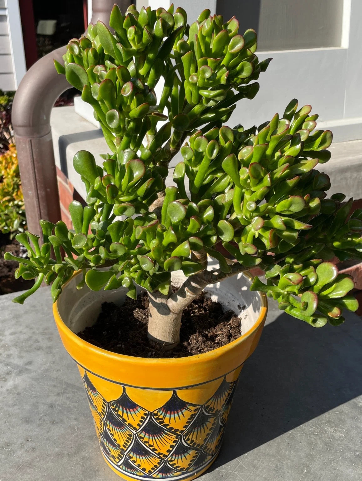 Ogre Ears Jade Plant Cuttings 5+