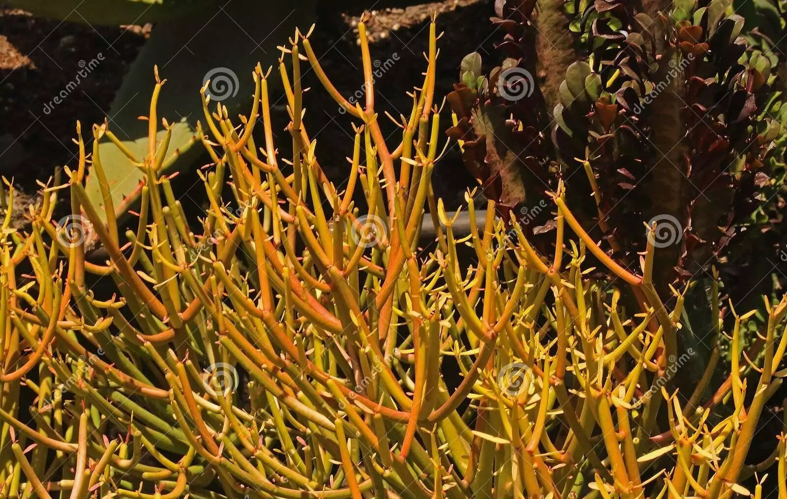 fire coral plant succulent Fire Sticks Cuttings 10 Fresh Pencil Cactus Euphorbia Tirucalli Succul – Jayme Garden