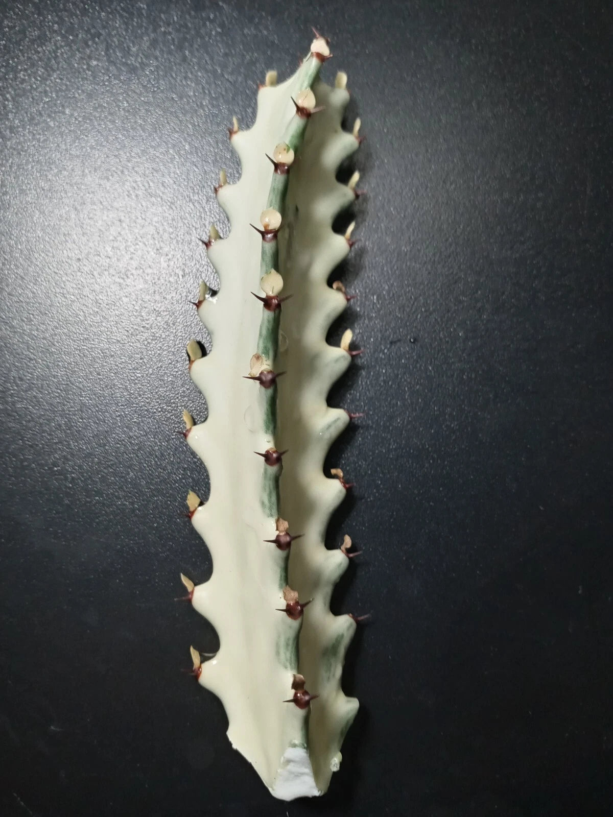 Euphorbia Lactea Starter Cactus 5" Tall Dragon Bones Plant - Unique Succulent for Indoor Decor