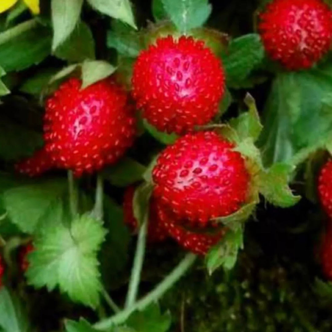 Indian Strawberry Seeds - 50+ Pack - Duchesnea Indica Tuttifrutti - Beautiful Groundcover Plant