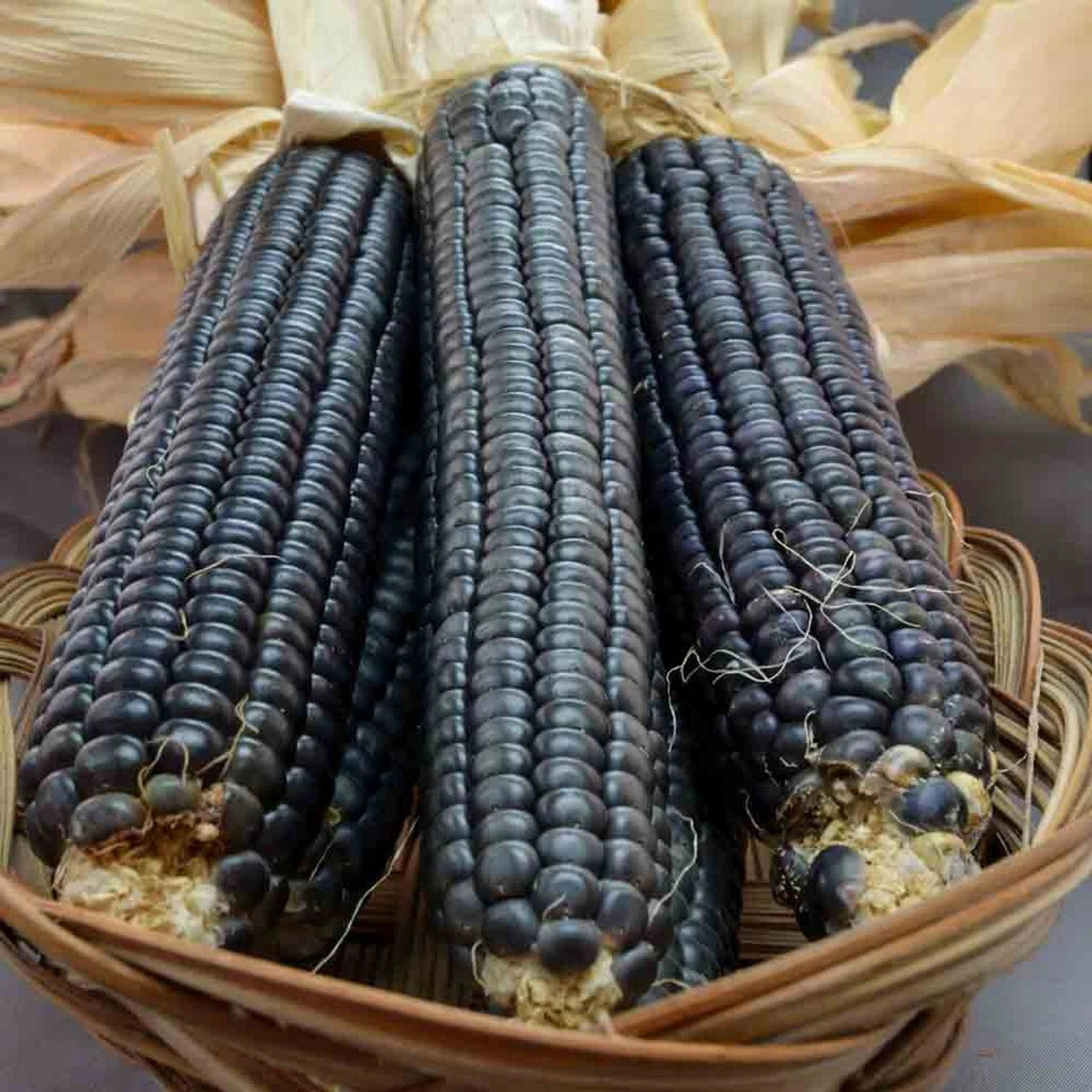Hopi Blue Corn Seeds - 120+ Heirloom Organic Non-GMO - Rare Variety - Zea mays subsp. mays