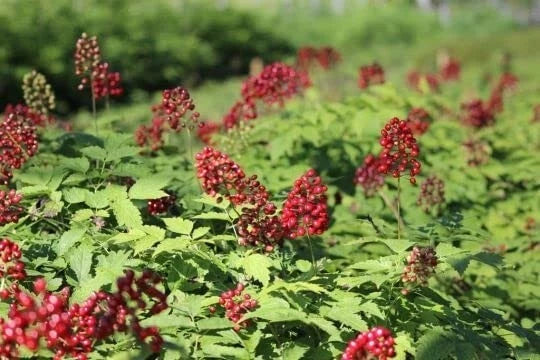 50 Red Baneberry Seeds for Planting, Native Plant Seeds, Actaea rubra, Perennial Wildflower Garden Seeds