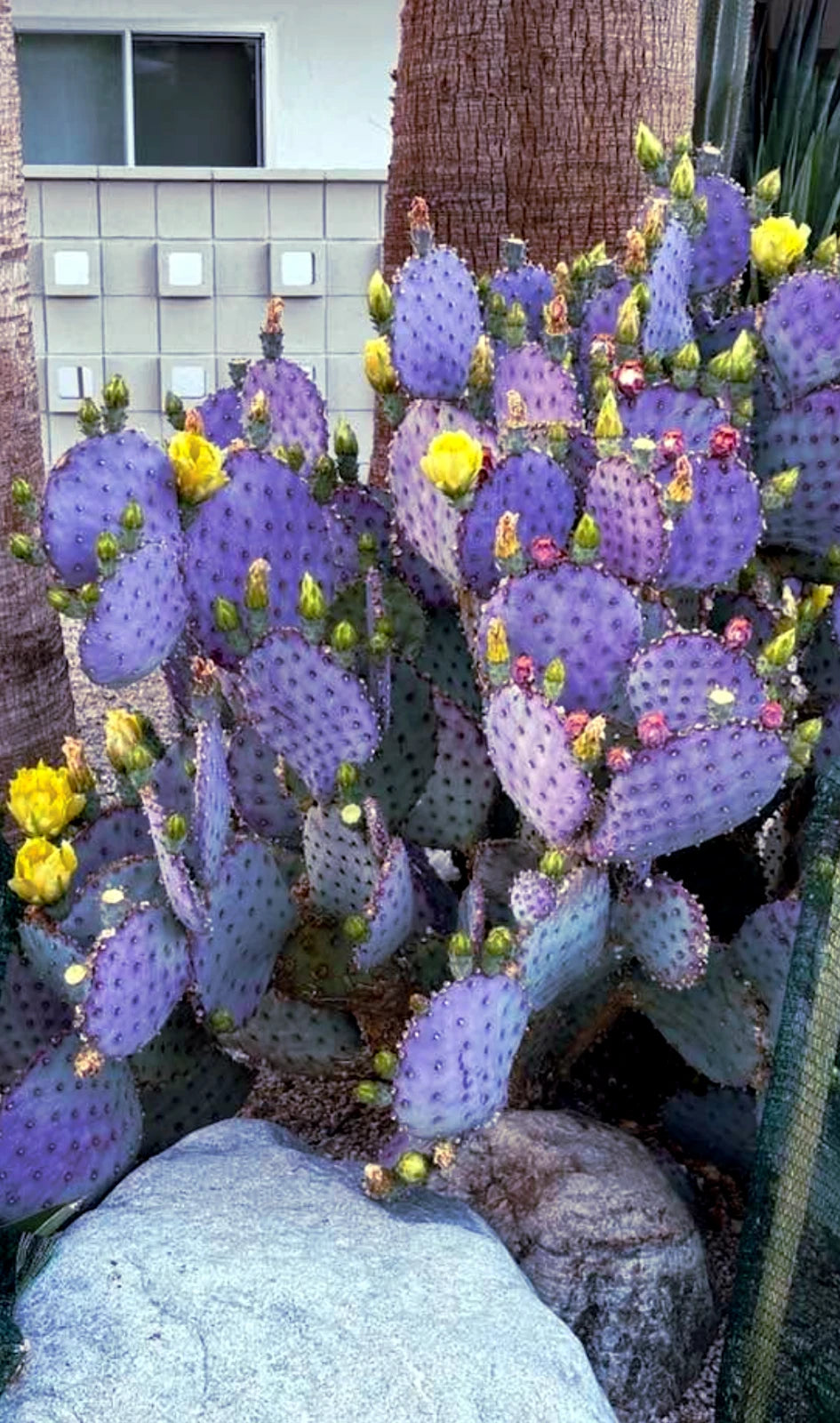 santa rita prickly pear cactus Purple Cactus Seeds - 20 Pack - Opuntia Santa Rita Prickly Pear Fruit