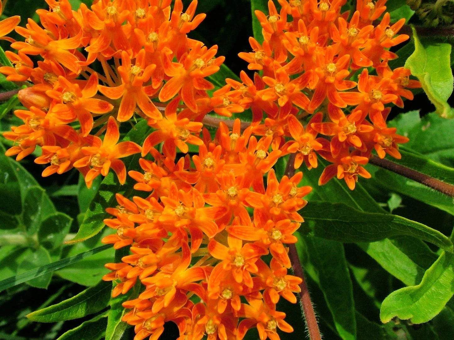 Butterfly Milkweed Seeds 100 Count Orange Asclepias tuberosa Native Wildflower Seeds for Planting