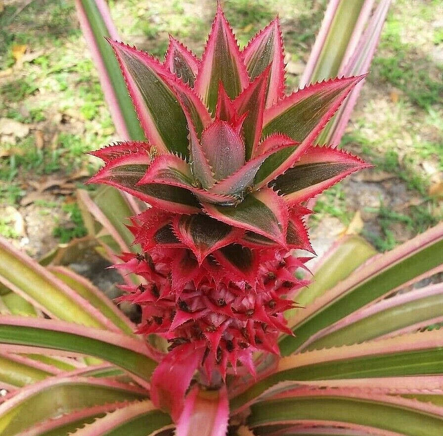 Ananas Bracteatus ‘Tricolor’ Offset | Red Pineapple Plant | Ornamental Bromeliad | Tropical Houseplant