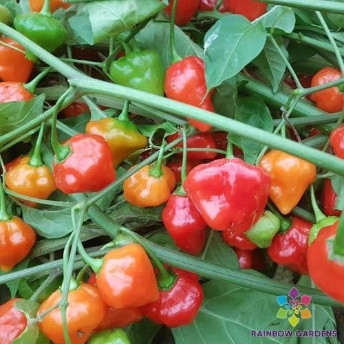 Rocotillo Chile Hot Pepper Seeds - 25+ Pack for Garden Planting - Capsicum chinense - USA