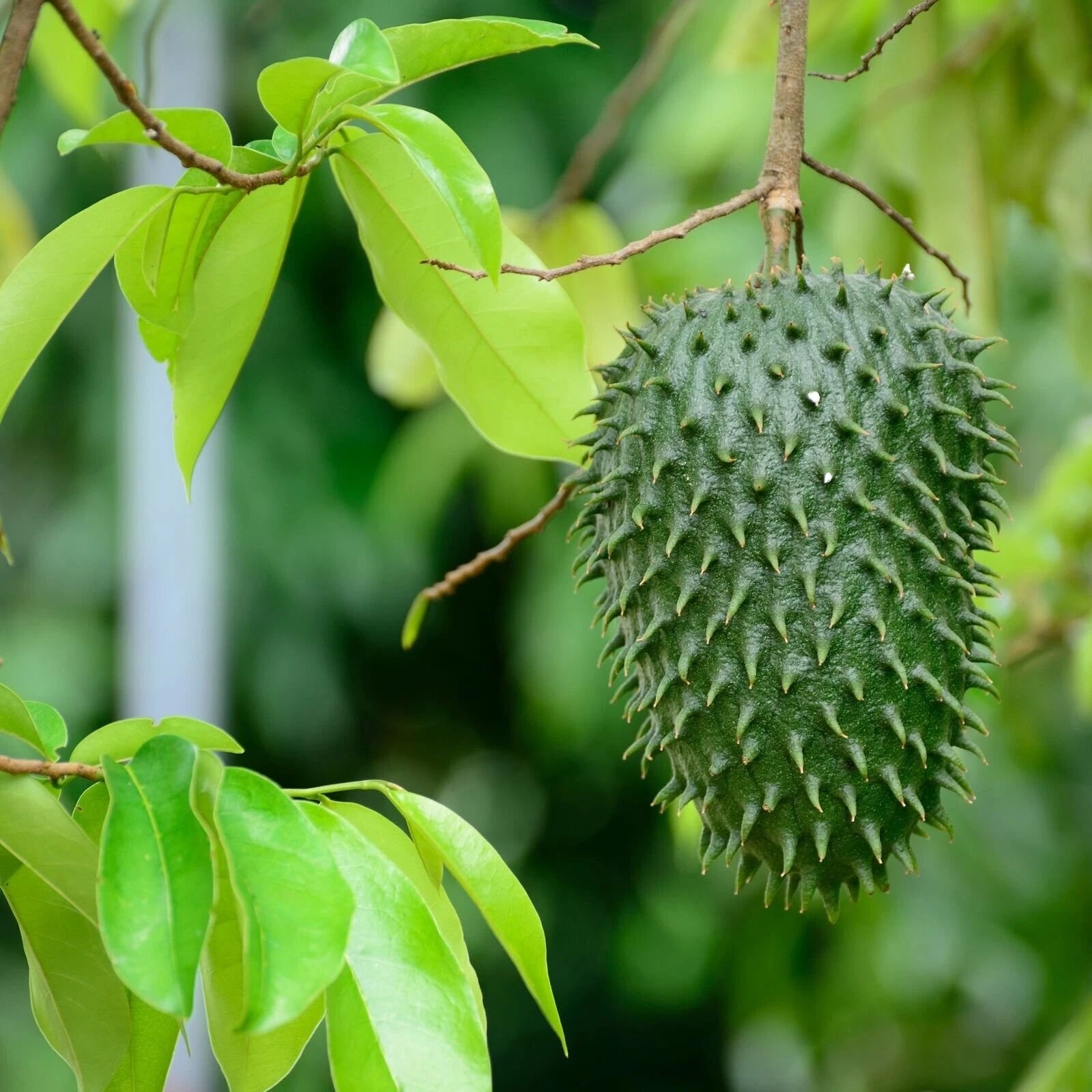 Soursop 'Guanabana' Tree - Live Plant in 3-Inch Pot