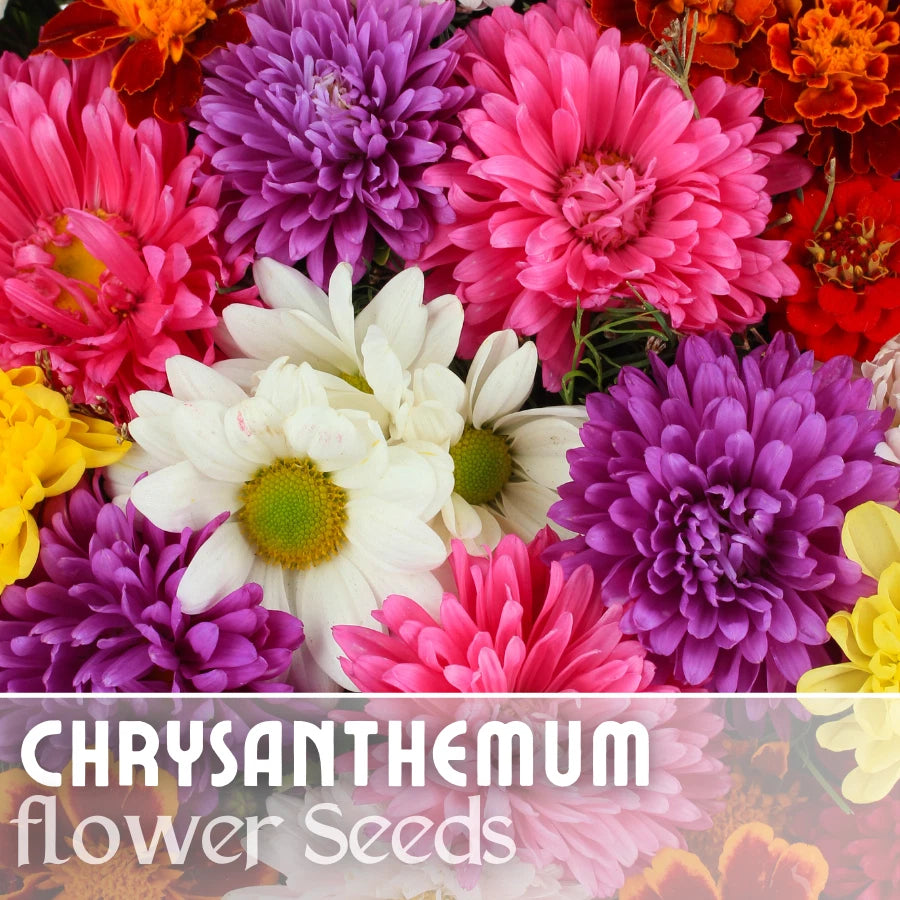 mum flower seeds Chrysanthemum Seeds Bountiful Mix 200+ Seeds Annual Flower Seeds (Mum Flower)
