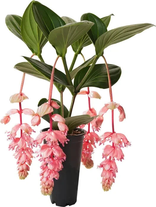 rare tropical indoor plants Royal Glow Magnifica Medinilla Starter Plant