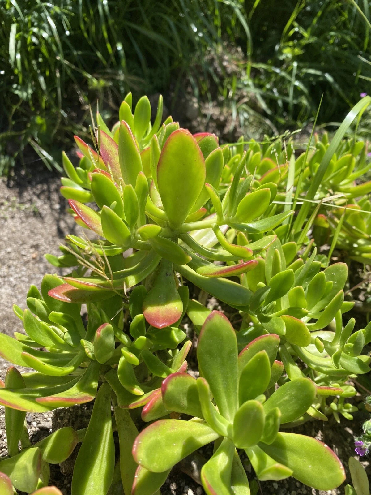 fresh succulent plants Lot of 3 Fresh Cuttings Succulent Plant Sedum Dendroideum 5”+ Green – Jayme  Garden