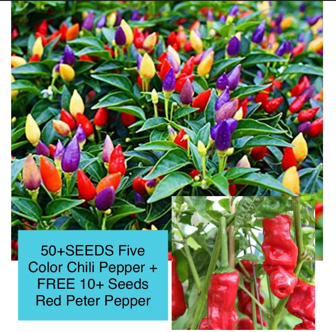peter pepper seeds plants Five Color Chili Pepper Seeds - 50+ Rainbow Chili Seeds with 10+ Free Peter  Pepper Seeds