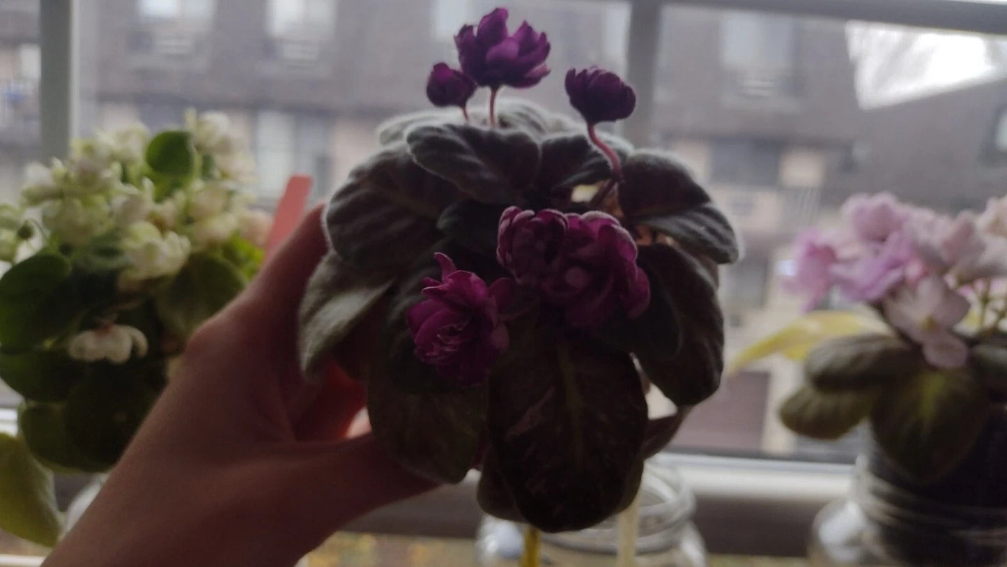 African Violet Unrooted Leaves 2 Fresh Cut Witch Doctor Variety (Saintpaulia)