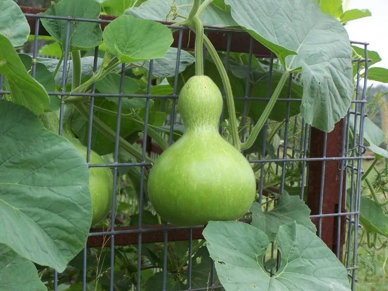 Birdhouse Gourd Seeds - 10 Heirloom Seeds for Arts & Crafts - Lagenaria siceraria