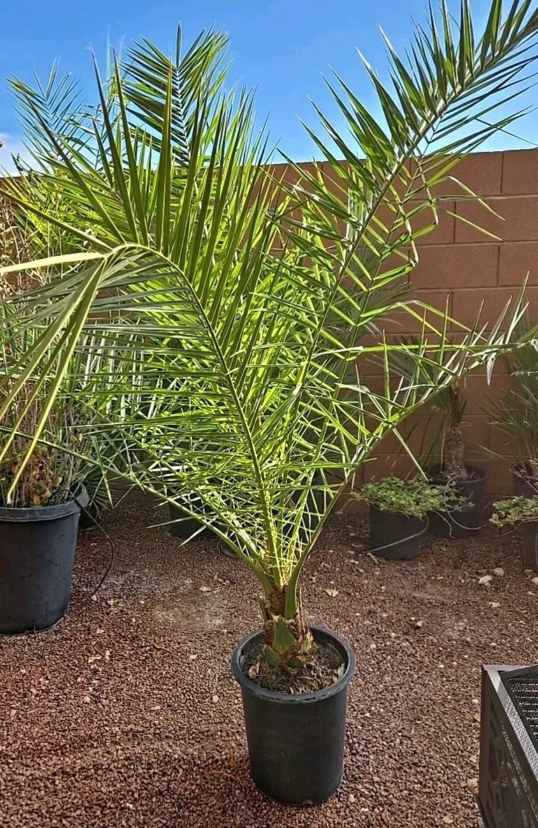Canary Island Date Palm Tree 52+ inches Phoenix Canariensis 10+ Years, Tropical Indoor/Outdoor Plant