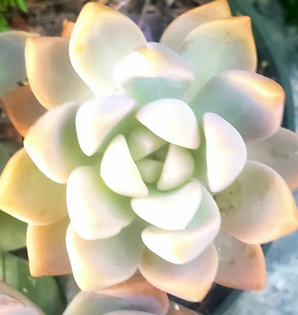 3" Unrooted Cuttings of Graptopetalum paraguayense - Ghost Plant - Succulent Variety