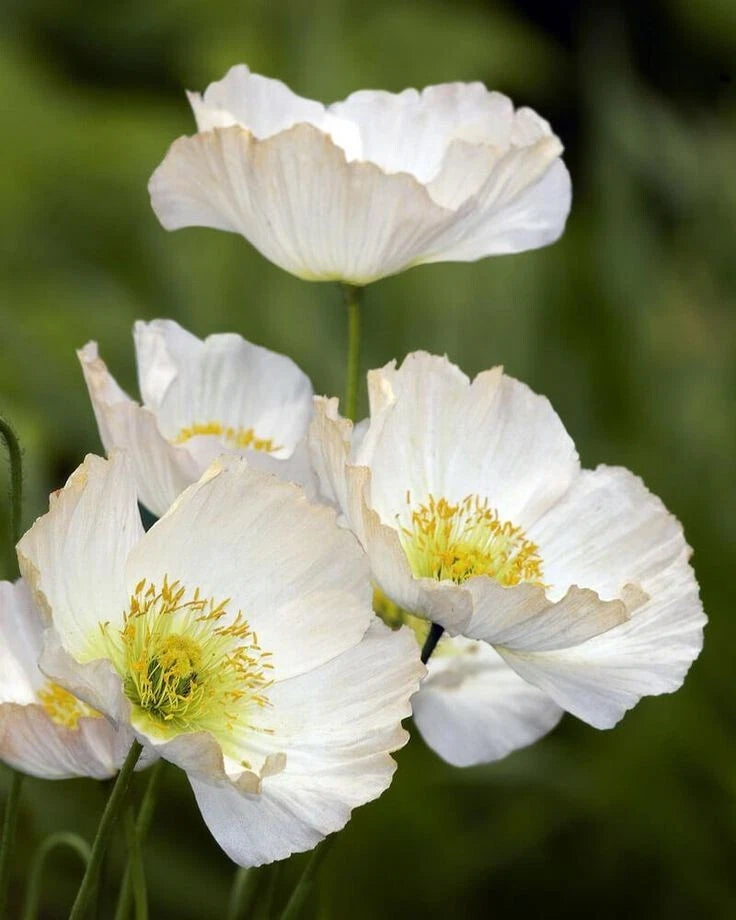 Bridal Silk Poppy Seeds - 200+ Pack for Garden Planting - Papaver somniferum - USA Grown - Free Shipping