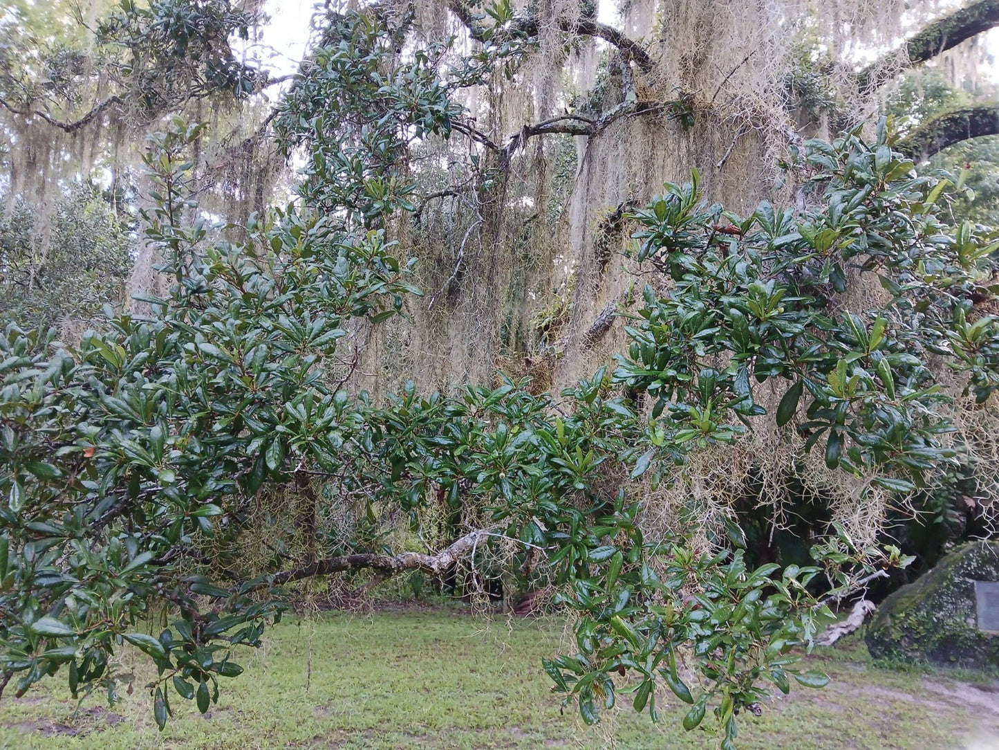 Live Oak Tree 10"-14" Evergreen Quercus Virginiana Texas Florida Rooted Plants