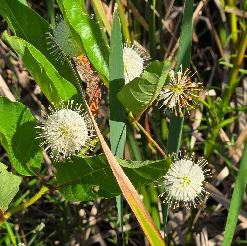 Button Bush Seeds | 25 Count | Cephalanthus Occidentalis | Florida Native Pollinator Plant