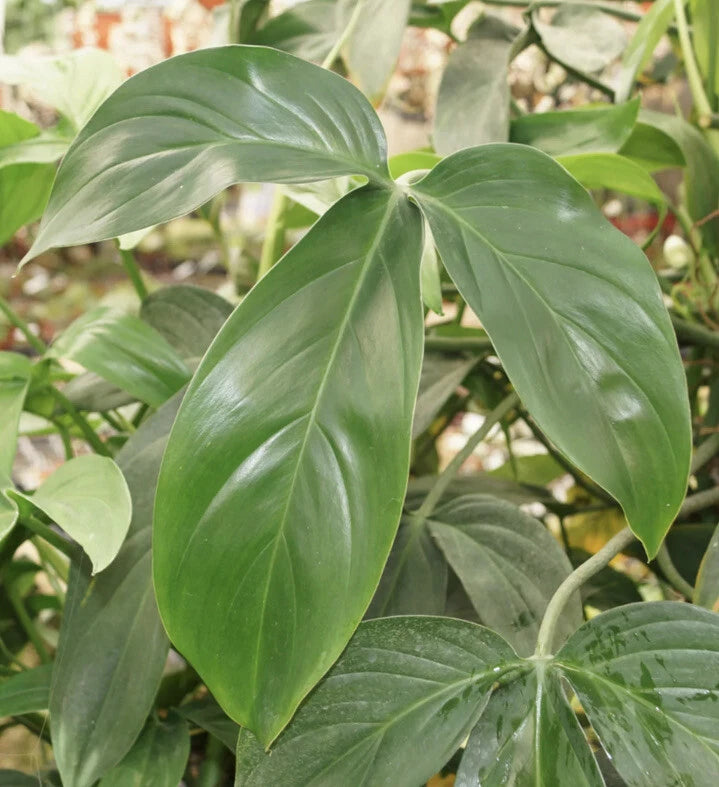 indoor starter plants Philodendron Starter Plants Set of 4 | Choose Your Own Variety | Indoor  Houseplants