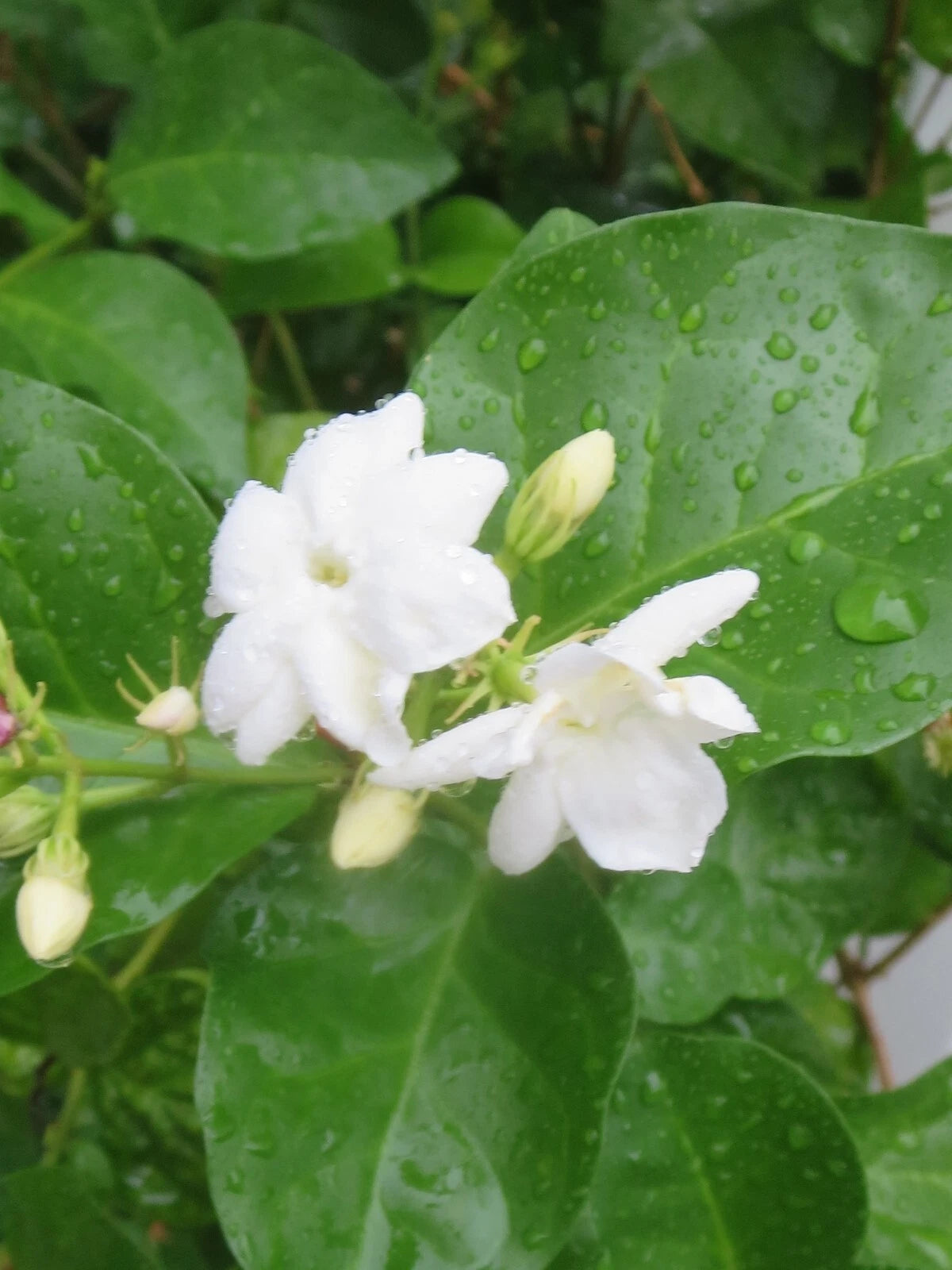 Jasmine Cuttings - 5 Fresh Unrooted Cuttings - Jasminum Sambac - Fragrant Flowering Plant