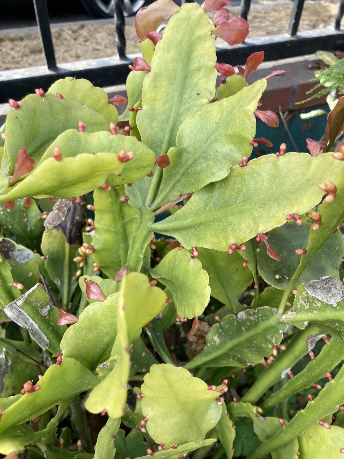RARE RHIPSALIS GOEBELIANA Jungle Cactus Cuttings