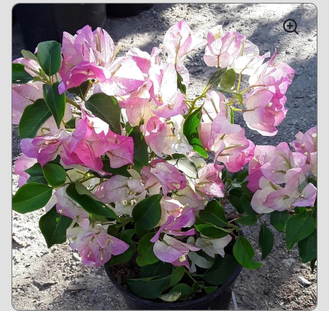 Bougainvillea Starter Plant - Small Well Rooted - Bambino Bi Color Pink - Bougainvillea spp.