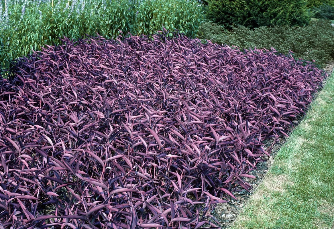 indoor purple house plants 10 Live Purple Heart Wandering Tradescantia Pallida Purpurea Plants