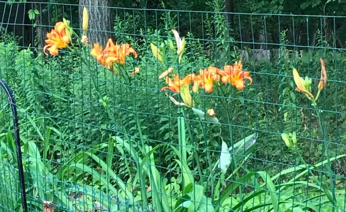 Orange Daylily Bulbs - 10 Bare Roots - Hemerocallis fulva - Ditch Lily Wildflower for Summer & Fall Gardens