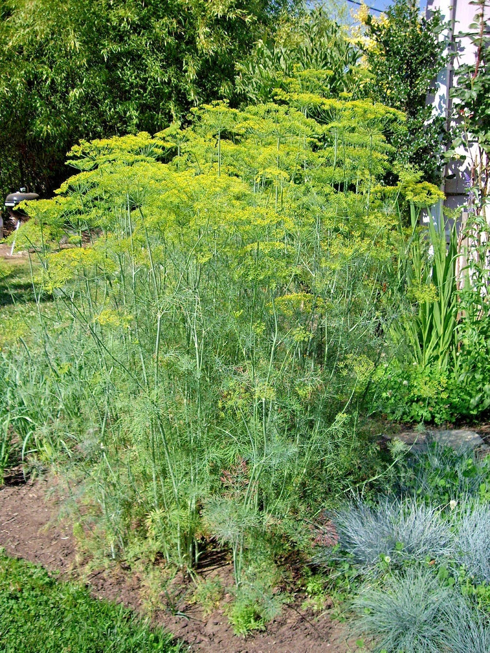 MAMMOTH Long Island Dill Seeds - Culinary & Medicinal Herbs for Garden Containers - Anethum graveolens