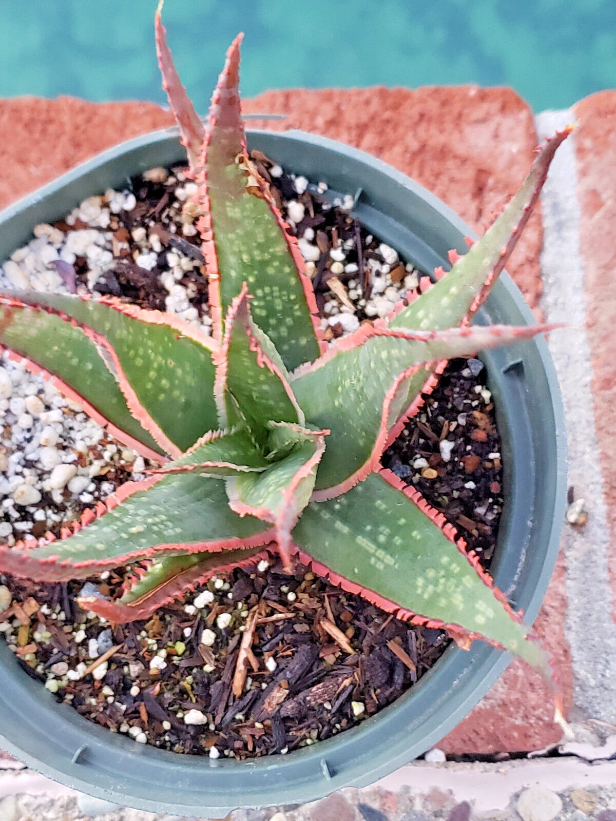 Aloe 'Krakatoa' Potted Plant - 5" Diameter - Mature with Beautiful Red Edge Teeth - Succulent Houseplant