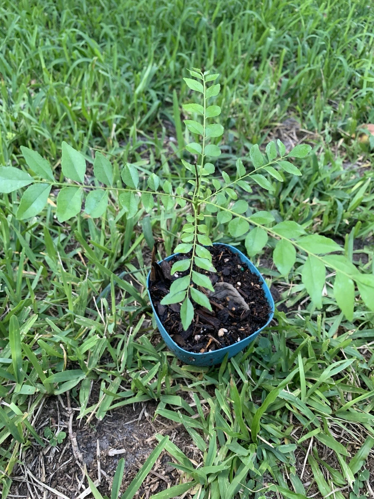 Curry Leaf Plant 10”-12” Murraya koenigii for Indian Cuisine