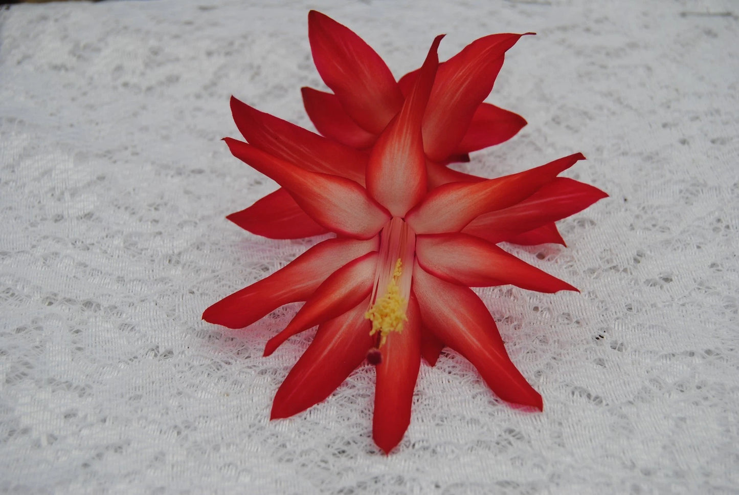Christmas Cactus Starter Plant - Exotic Dancer Variety - Schlumbergera Truncata - Healthy Well Rooted Plant
