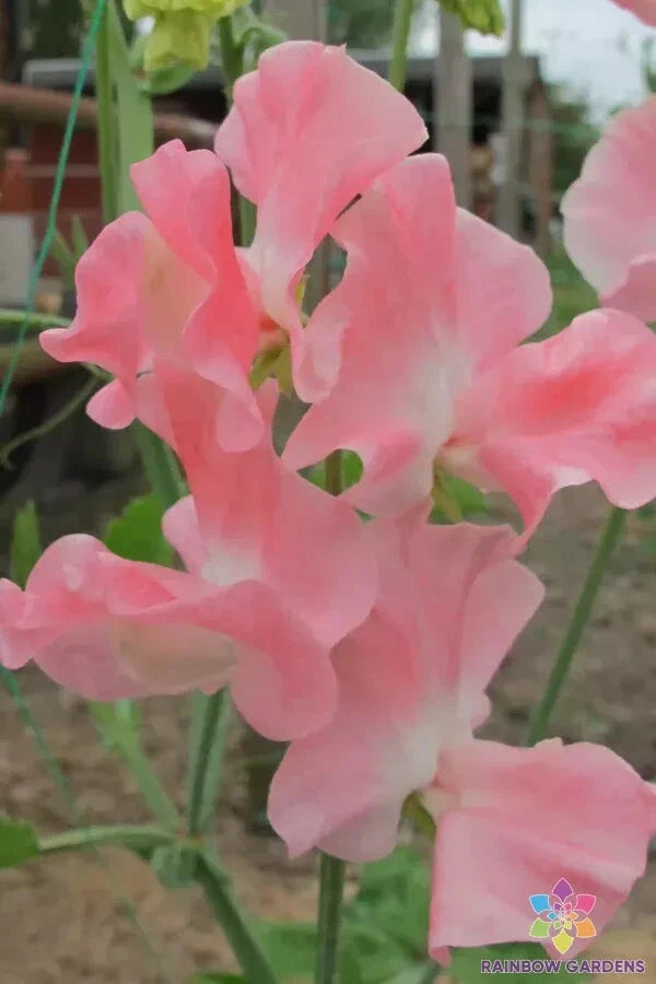 Sweet Pea Seeds - 50+ Pack - Lauren Landy Variety - Lathyrus odoratus - USA Grown