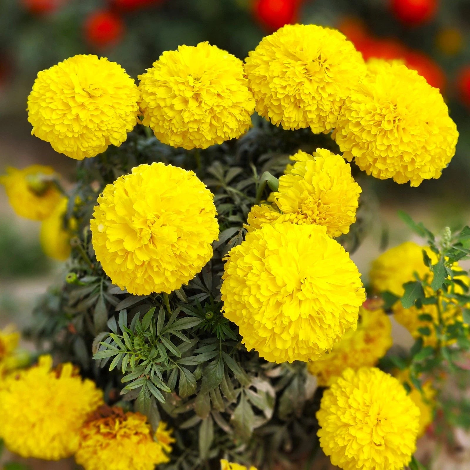 Yellow Brocade French Marigold Seeds