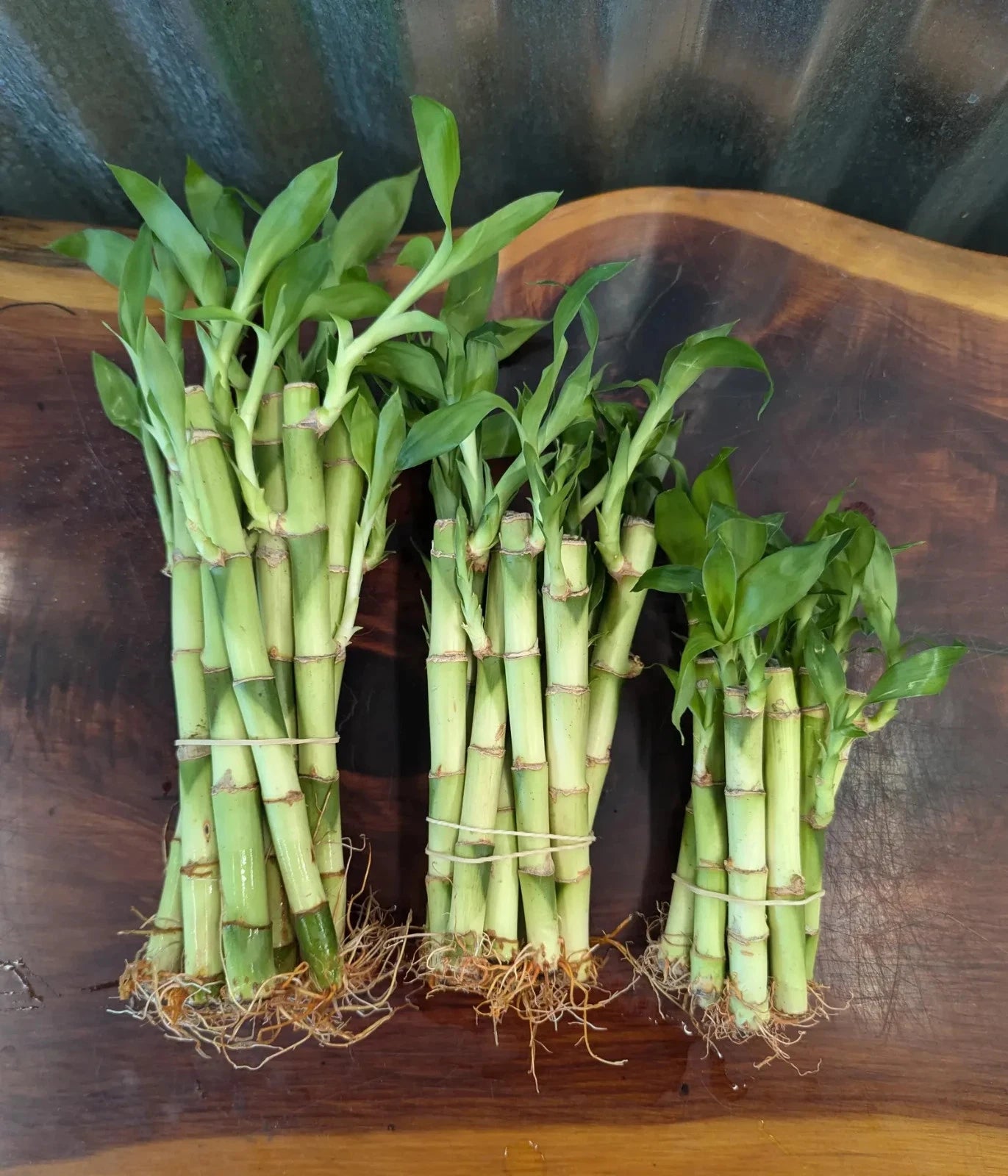 Lucky Bamboo Plants - 4