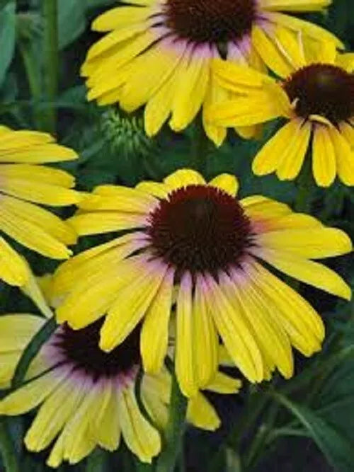 50 Yellow Rainbo Coneflower Seeds - Echinacea Purpurea Perennial Flower Seeds - US Seller