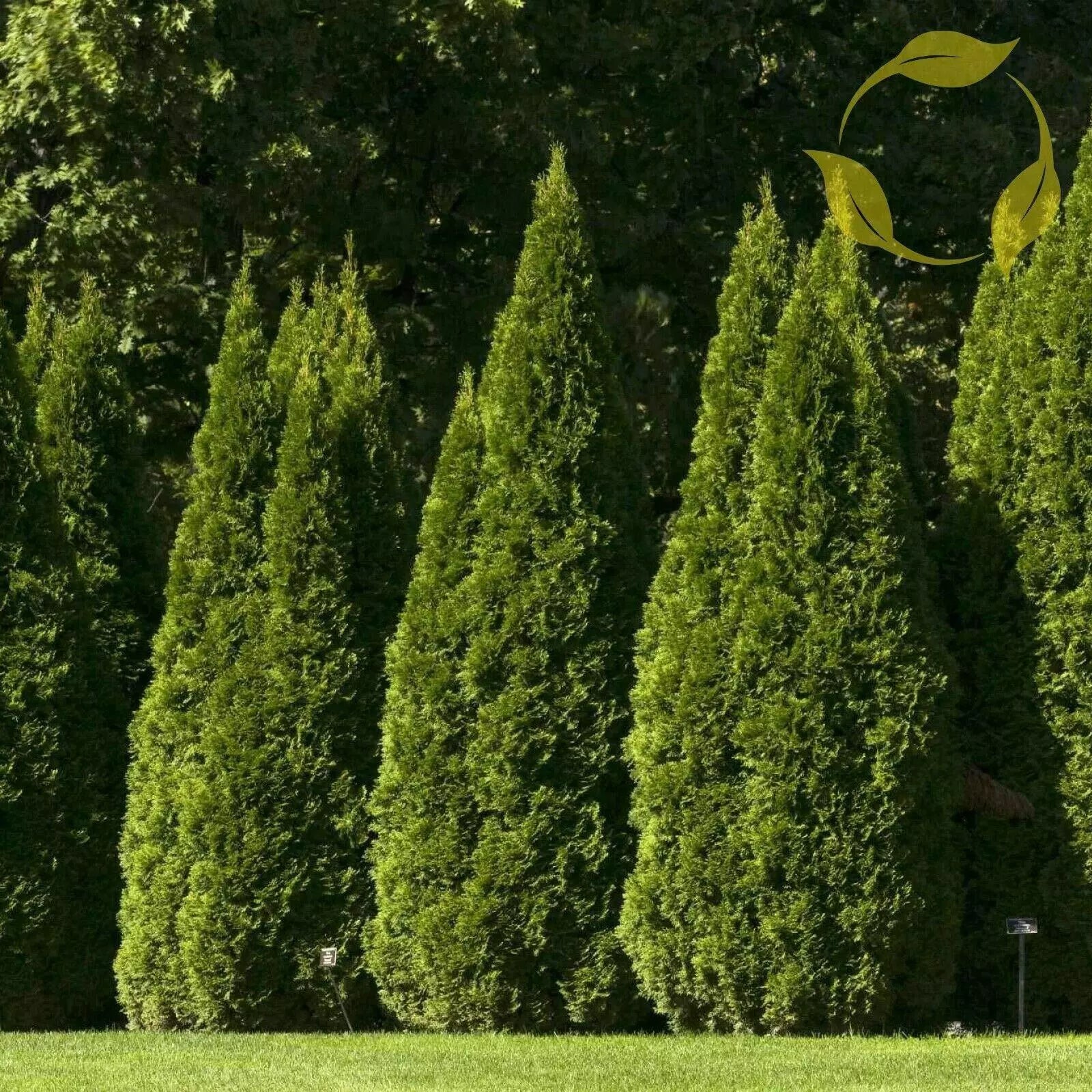 arborvitae seeds for planting Oriental Arborvitae Seeds - 10 Pack - Thuja Orientalis